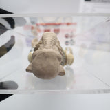 2013 YAK FACE / YAKFACE 12-INCH JUMBO SERIES STAR WARS GENTLE GIANTS PROTOTYPE! CAS GRADED 80!