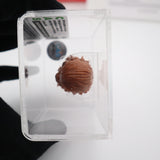 2015 CHEWBACCA 6-INCH BLACK SERIES STAR WARS FIRST SHOT PROTOTYPE HEAD! CAS GRADED 85!