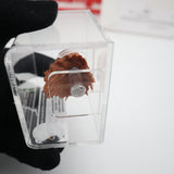 2015 CHEWBACCA 6-INCH BLACK SERIES STAR WARS FIRST SHOT PROTOTYPE HEAD! CAS GRADED 85!