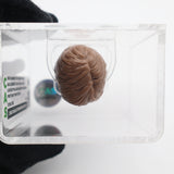 2002 LUKE SKYWALKER SAGA SERIES (TAUN-TAUN 2-PACK) STAR WARS FIRST SHOT PROTOTYPE HEAD! CAS GRADED 95!